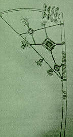 Sistrum aus �thiopien